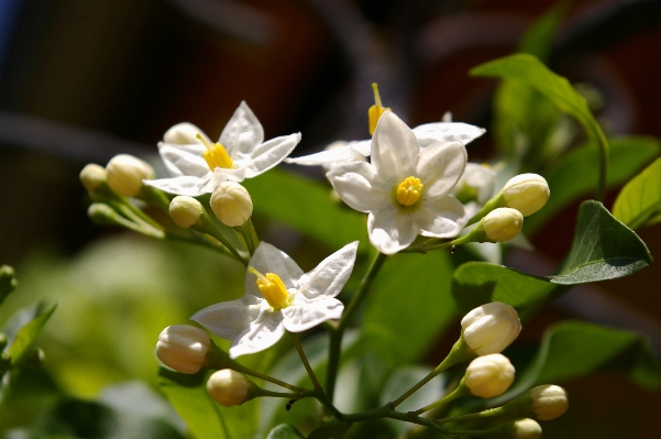 Nature branch blossom plant Photo