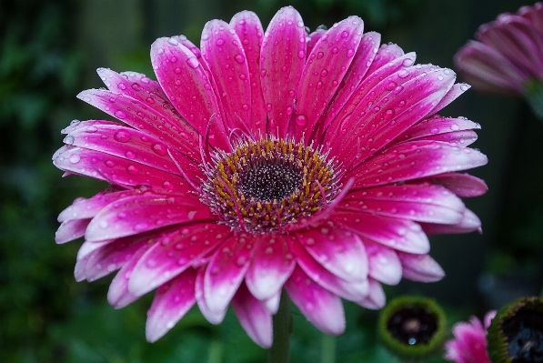 Nature plant flower petal Photo