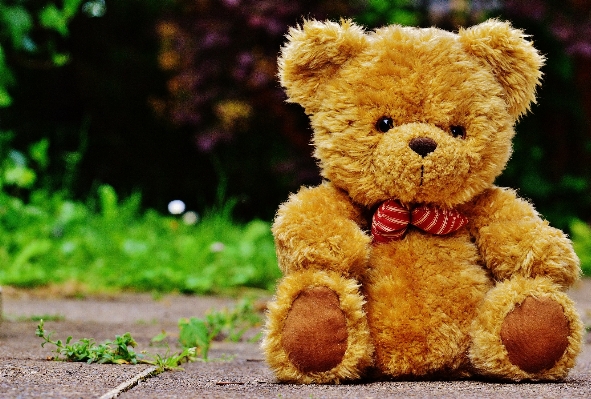 Sweet cute bear toy Photo