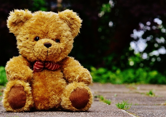 Sweet cute bear toy Photo