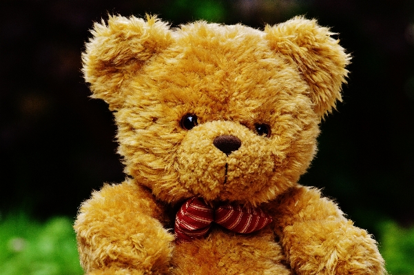 Sweet cute bear toy Photo