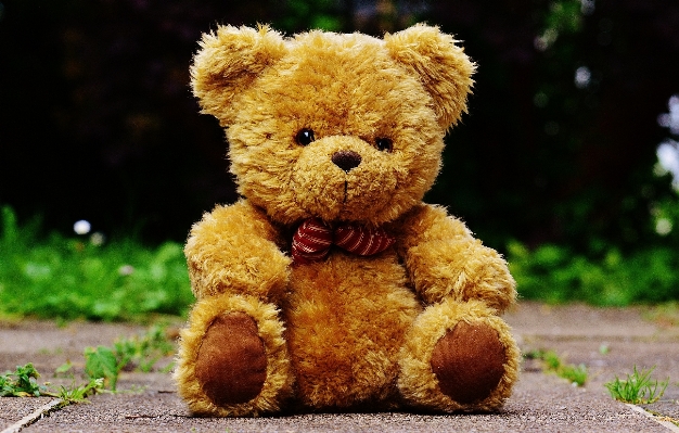 Sweet cute bear toy Photo