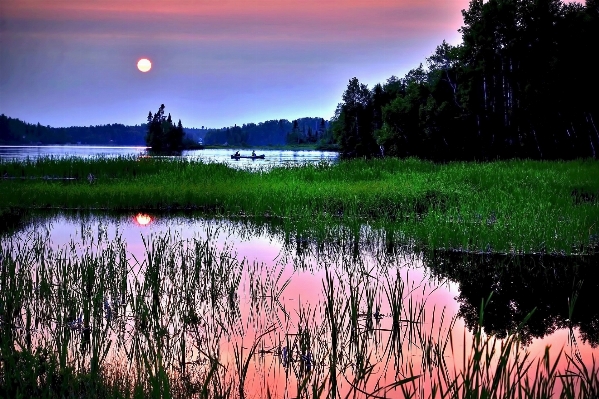 Tree water nature grass Photo