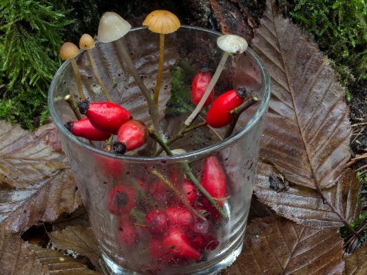 Plant fruit glass dish Photo