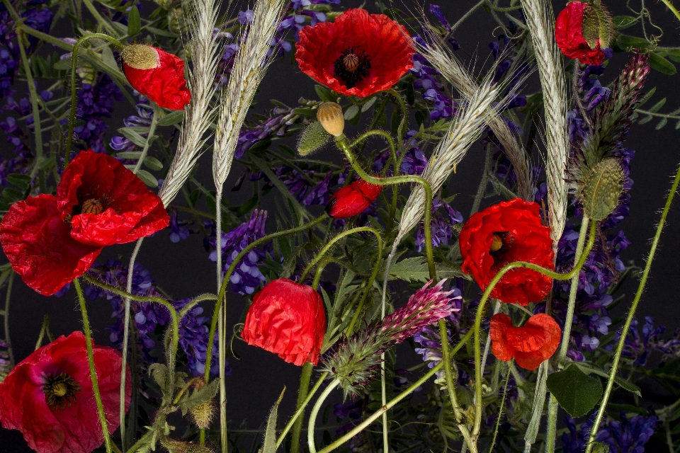 Anlage blume blütenblatt rot