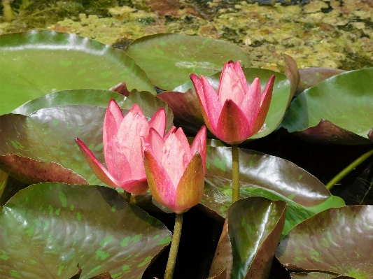 Plant leaf flower petal Photo