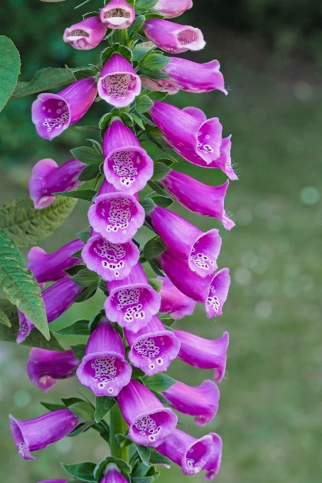 Blossom plant flower petal