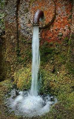 Tree water nature forest Photo