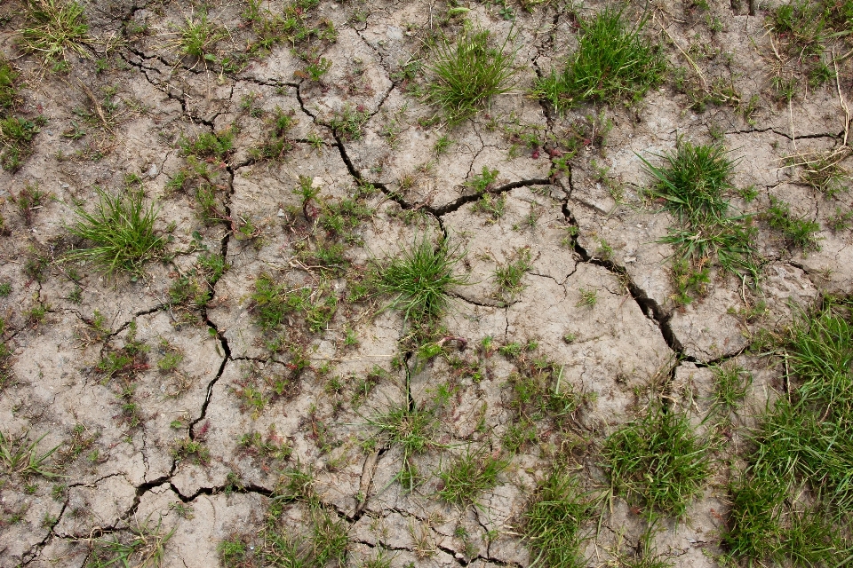 Tree grass rock plant