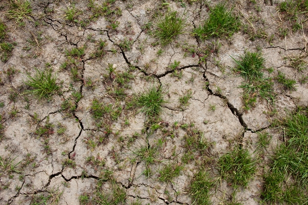 Tree grass rock plant Photo