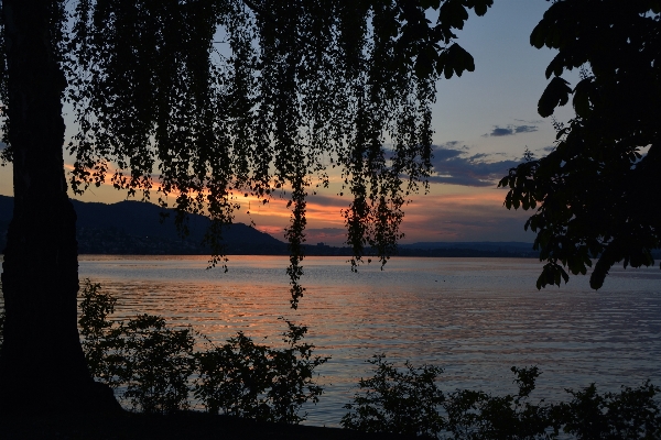 Photo Mer arbre eau nature