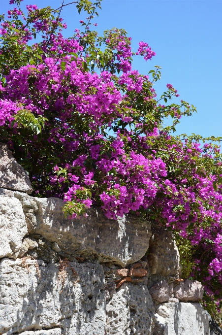 Baum blüte anlage blume