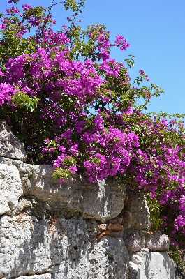 Tree blossom plant flower Photo