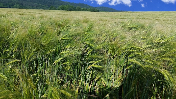 Landscape nature grass horizon Photo