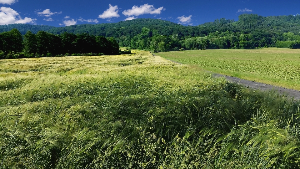 Paesaggio albero natura erba