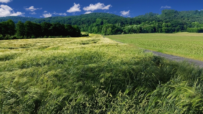 Landscape tree nature grass Photo