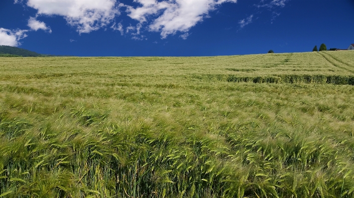 Landscape nature grass horizon Photo