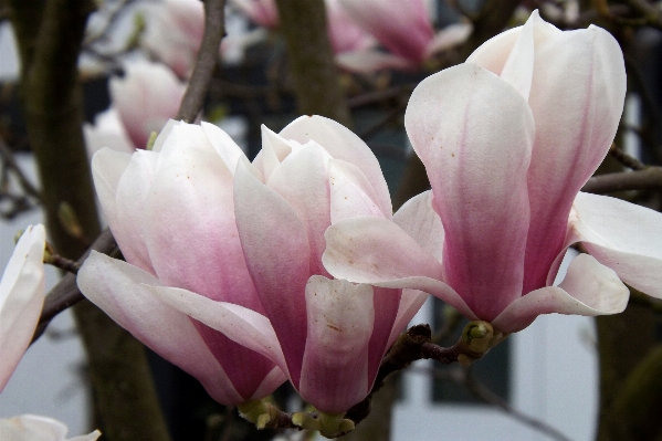 Blossom plant flower petal Photo