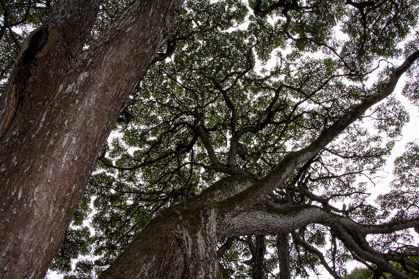 Foto Paisagem árvore natureza floresta