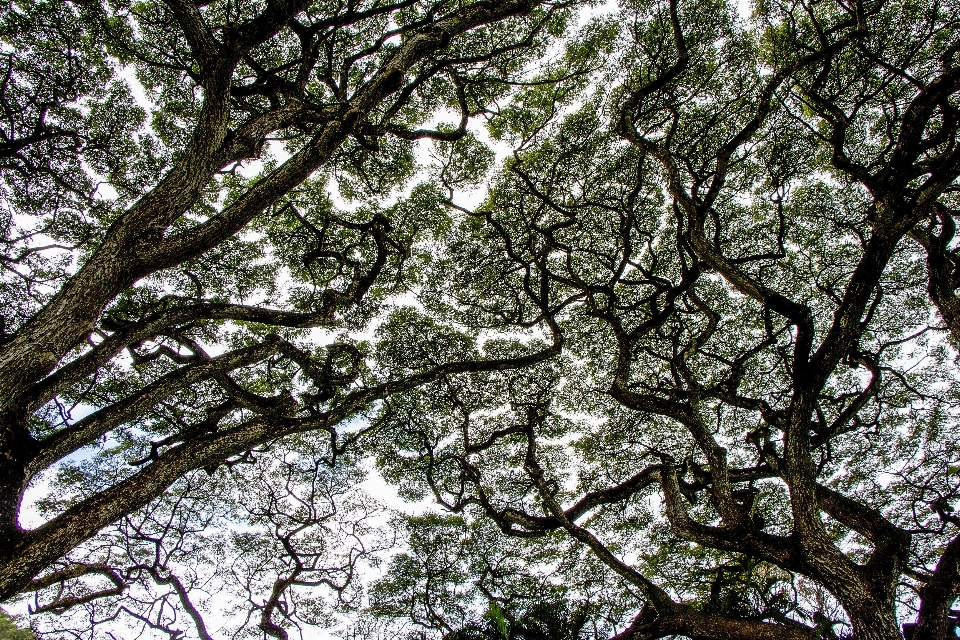 Pohon alam hutan luar ruangan