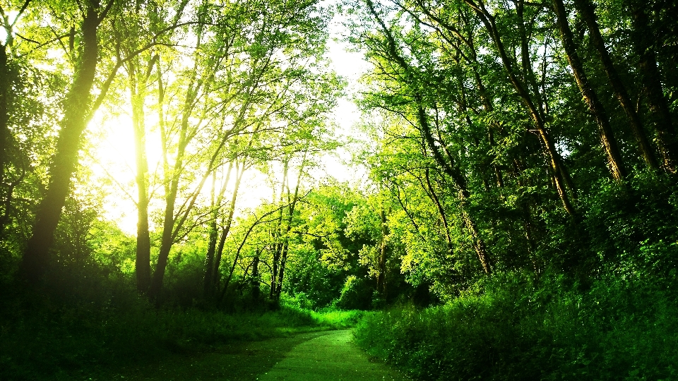 Lanskap pohon alam hutan