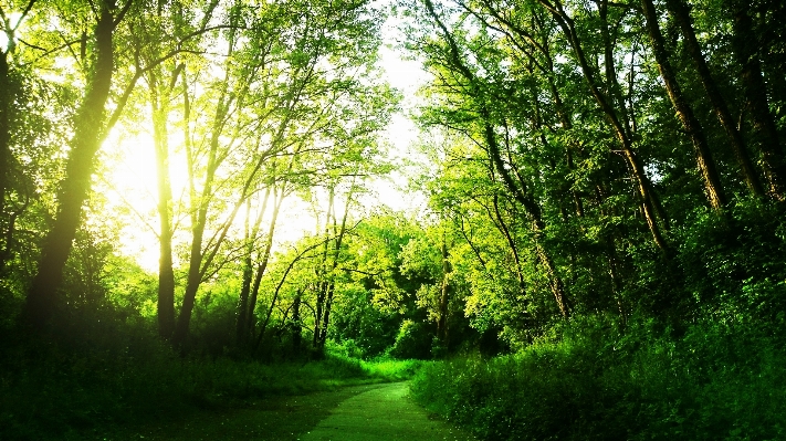 Foto Paesaggio albero natura foresta