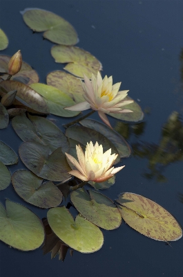 自然 ブランチ 花 植物 写真