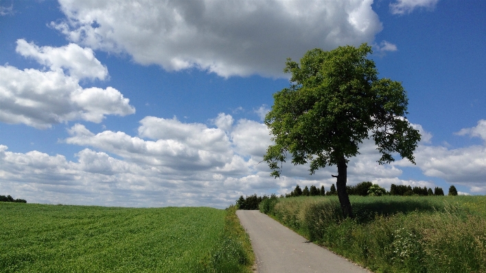 Landscape tree nature grass Photo