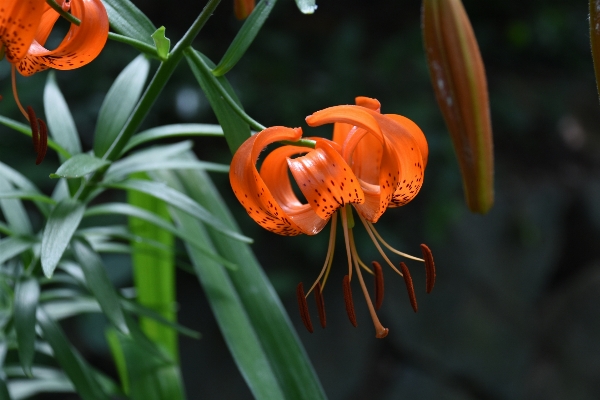 Nature mountain plant leaf Photo