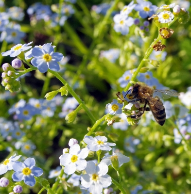 Blossom plant meadow flower Photo