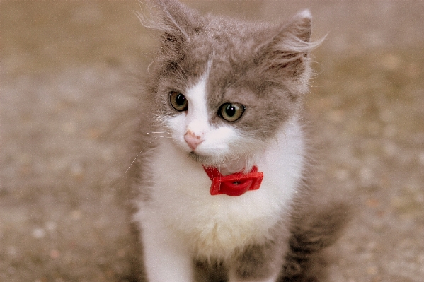 Cute kitten cat small Photo