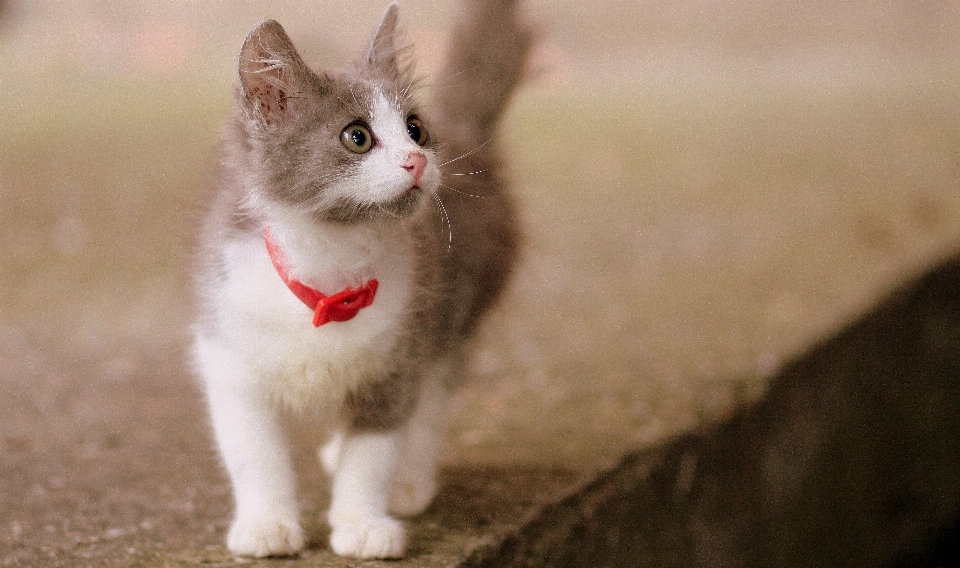 Cute kitten cat small