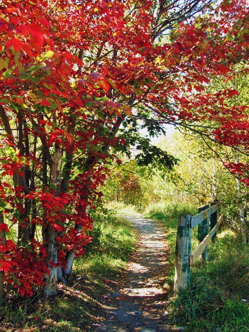 Landscape tree nature forest