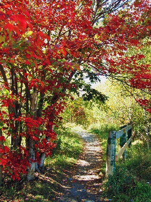 Landscape tree nature forest Photo