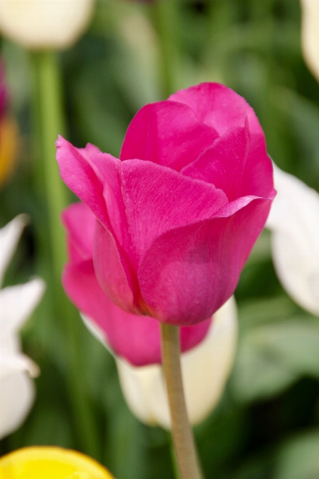 Pianta fiore petalo tulipano