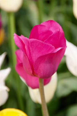 Foto Plantar flor pétala tulipa