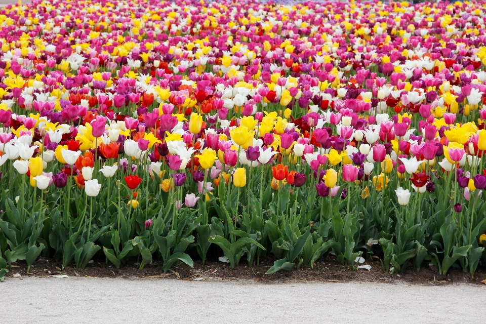 Plant field flower tulip