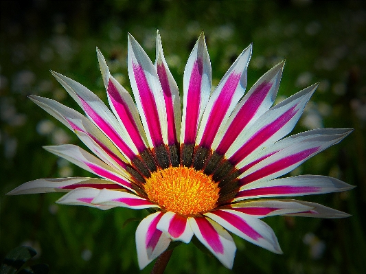 Blossom plant flower petal Photo