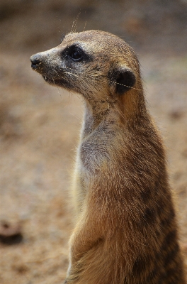 Foto Paisaje fauna silvestre arbusto zoo