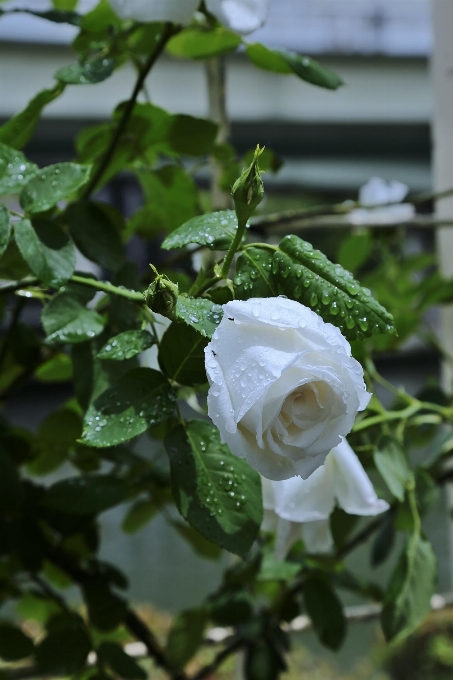 ブランチ 花 植物 白