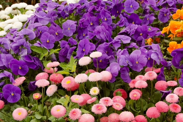 植物 花 花弁 夏 写真