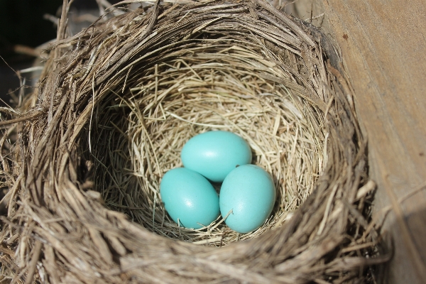 Branch bird robin egg Photo