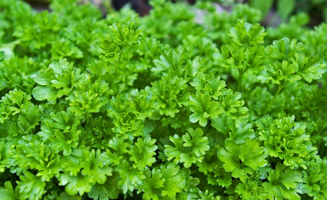 植物 叶子 花 食物 照片