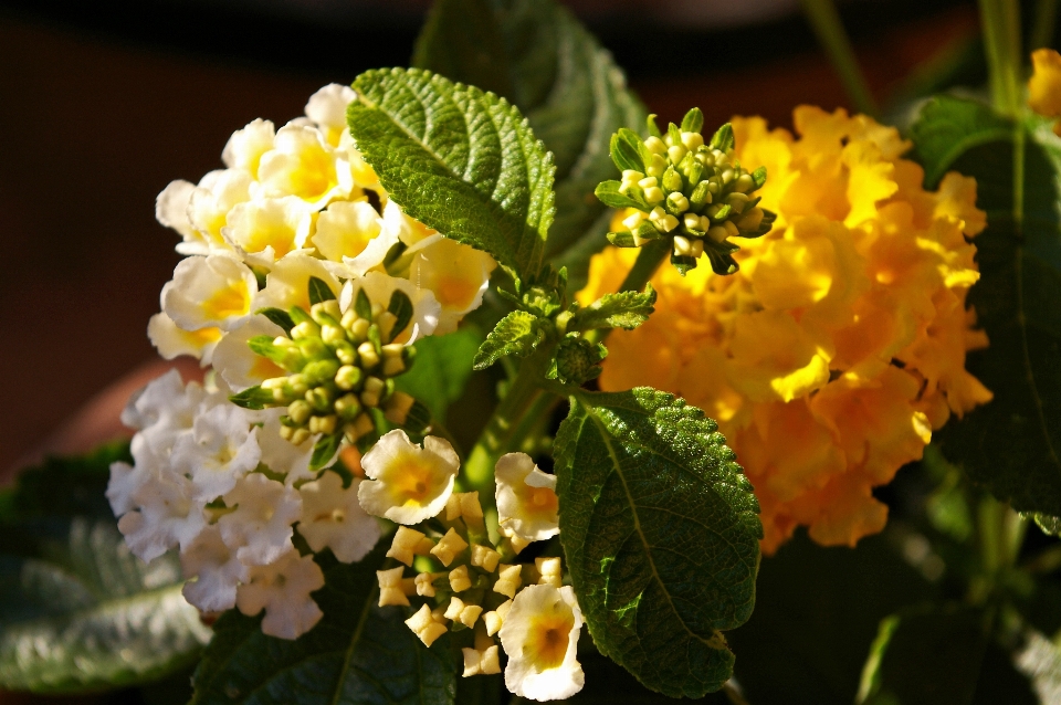 Nature blossom light plant