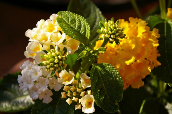 Nature blossom light plant Photo