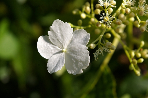 Nature blossom growth plant Photo