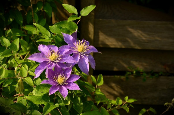 Nature blossom fence plant Photo