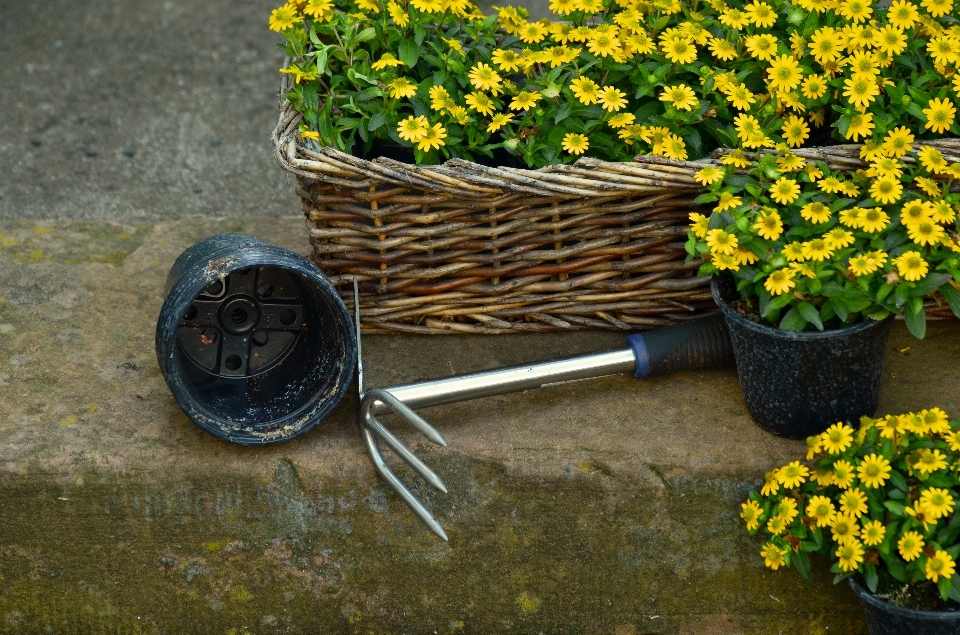 Plantar grama folha flor