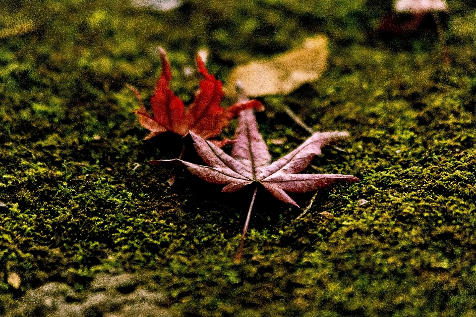 Albero natura foresta erba