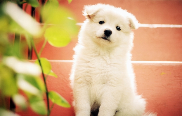 White sweet puppy dog Photo